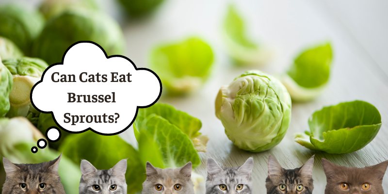 Can Cats Eat Brussel Sprouts? All You Need To Know!