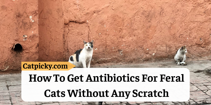 how-to-get-antibiotics-for-feral-cats-without-any-scratch