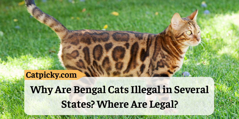 Why Are Bengal Cats Illegal in Several States? Where Are Legal?